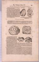 Historiae animalium libri IV de piscium et aquatilium animantium natura : [pages 955-956]