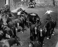 Urban Horse Herd Closeup