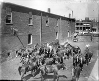 Urban Horse Herd