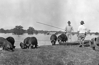 Pig and Chicken Rescue on a Levee