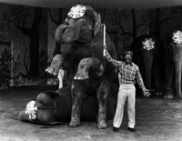 St. Louis Zoo Elephant Show