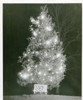 Jefferson Barracks - 35' Christmas Tree