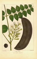 Coffee Tree (Gymnocladus canadensis)