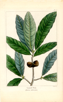 Laurel Oak