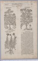 Herball or generall historie of plantes : [pages 533-534]