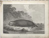 Loutre de Mer (1785)