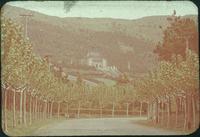 Hiller 09-034: Wandering road lined with trees