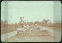 Hiller 09-058 : Standing horses statues along the Elephant Road in Ming Xiaoling Mausoleum