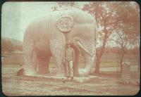 Hiller 09-063: Man with elephant statue on Elephant Road in Ming Xiaoling Mausoleum