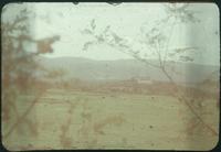 Hiller 09-074: Cows and horses in a field in Nanking