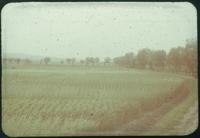 Hiller 09-077: Crop field in Nanking 2