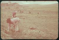 Hiller 09-080: Farmers working in a field in Nanking 2