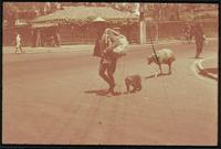 Hiller 04-016: Person with conical hat leading a monkey and sheep down the street