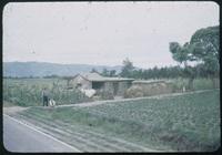 Hiller 08-096: Two men and fields of crops, Peiping