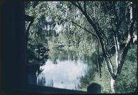 Hiller 08-116: View of water through trees, Peiping