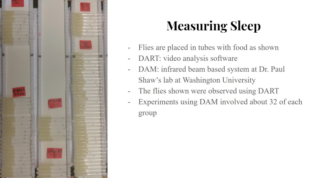 Eaat1 and sleep in the fruit fly drosophila melanogaster (DeLong)