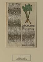 Tafel 07: Herbarius zu teutsch 