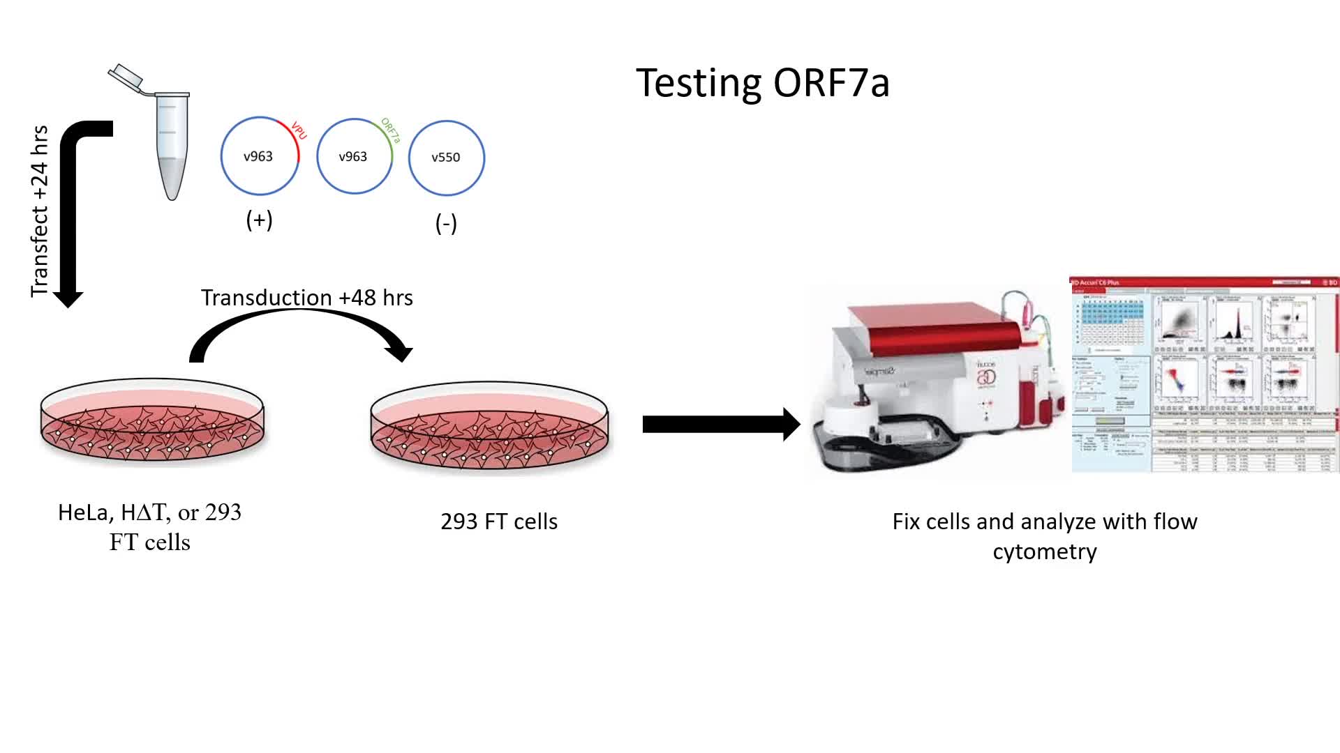 LePique: SARS-CoV-2 ORF7a and Spike do not antagonize Tetherin