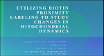 Rivas: Utilizing Biotin Proximity Labeling to Study Changes in Mitochondrial Dynamics