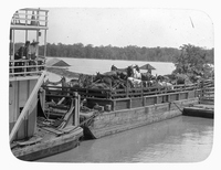 Animals Aboard Barge