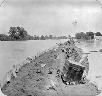 Farm Animals on a Levee