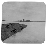 Cows on a Levee