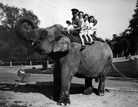 Miss Jim, Zoo Elephant