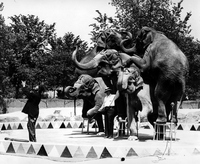St. Louis Zoo Elephant Performance