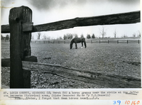 Trekker The Horse Grazes In A Pasture At Jefferson Barracks