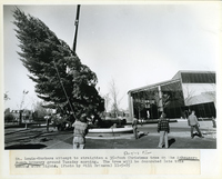 Christmas Tree Erected on the Anheuser-Busch Brewery Ground