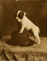 Puppy with Hat