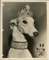 "Best Wishes, Lady Greyhound"