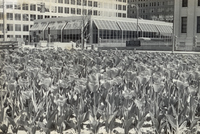Image of Tulips in Front of the Boatmans Tower Building