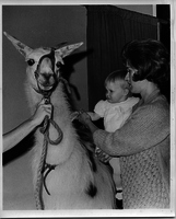 A Baby and a Llama- 01