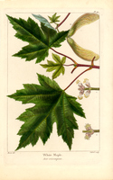 White Maple (acer eriocarpum)