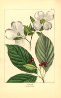 Dogwood (Cornus florida)