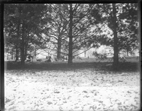 Photograph of Deer or Elk Among Large Trees